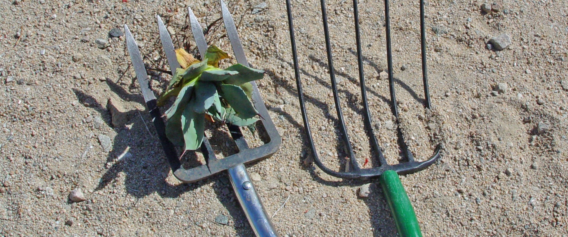Two garden forks lying on dry, bare soil, one holding a weed that has just been pulled out