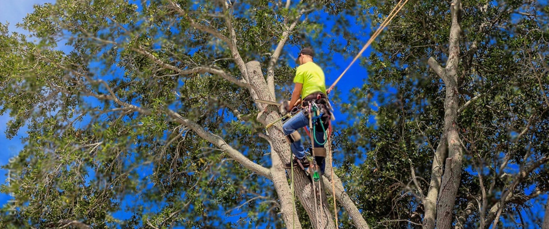 An arborist in a hi-vis shirt and climbing harness, roped in high up in a large tree against a blue sky